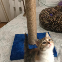 Tekir Kedi, Kedi  KONTES fotoğrafı
