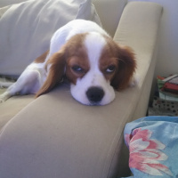 Cavalier King Charles Spanieli, Köpek  Leydi fotoğrafı