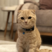 Scottish Fold, Kedi  Tarçın fotoğrafı