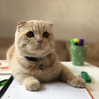 Scottish Fold, Kedi  Tarçın fotoğrafı