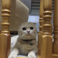 Scottish Fold, Kedi  Tarçın fotoğrafı