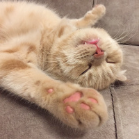 Scottish Fold, Kedi  Tarçın fotoğrafı