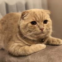 Scottish Fold, Kedi  Tarçın fotoğrafı