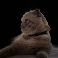 Scottish Fold, Kedi  Tarçın fotoğrafı