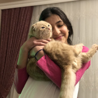 Scottish Fold, Kedi  Tarçın fotoğrafı