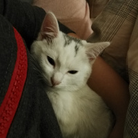 Tekir Kedi, Kedi  Moli❤ fotoğrafı