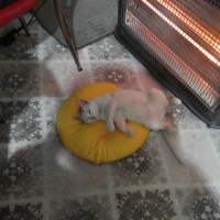 Tekir Kedi, Kedi  Moli❤ fotoğrafı