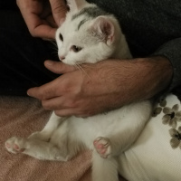 Tekir Kedi, Kedi  Moli❤ fotoğrafı