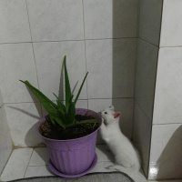 Tekir Kedi, Kedi  Moli❤ fotoğrafı