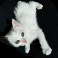 Tekir Kedi, Kedi  Moli❤ fotoğrafı