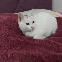 Tekir Kedi, Kedi  Moli❤ fotoğrafı