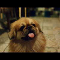 Pekingese, Köpek  Leo fotoğrafı