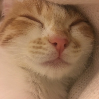 Sarman, Kedi  Lokum fotoğrafı