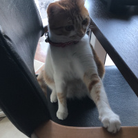 Sarman, Kedi  Lokum fotoğrafı