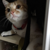 Sarman, Kedi  Lokum fotoğrafı