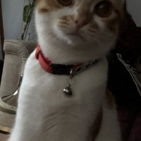 Sarman, Kedi  Lokum fotoğrafı