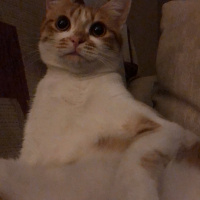 Sarman, Kedi  Lokum fotoğrafı