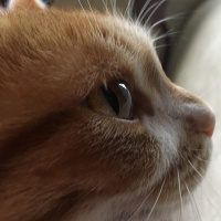 Sarman, Kedi  Lokum fotoğrafı