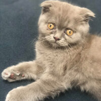 Scottish Fold, Kedi  DUMAN fotoğrafı