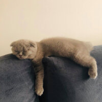 Scottish Fold, Kedi  DUMAN fotoğrafı