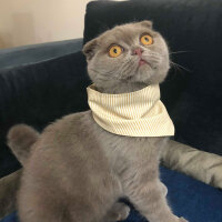 Scottish Fold, Kedi  DUMAN fotoğrafı