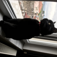Bombay, Kedi  SHERLOCK fotoğrafı