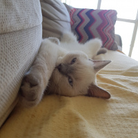British Shorthair, Kedi  Herkül fotoğrafı