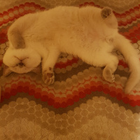British Shorthair, Kedi  Herkül fotoğrafı