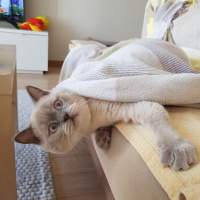 British Shorthair, Kedi  Herkül fotoğrafı