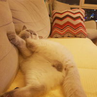 British Shorthair, Kedi  Herkül fotoğrafı