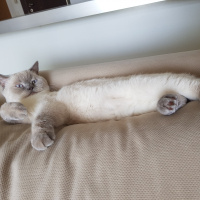 British Shorthair, Kedi  Herkül fotoğrafı