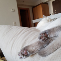 British Shorthair, Kedi  Herkül fotoğrafı