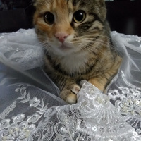 Tekir Kedi, Kedi  4.5 aylık Toprak Hanımefendi fotoğrafı