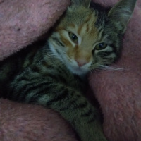 Tekir Kedi, Kedi  4.5 aylık Toprak Hanımefendi fotoğrafı