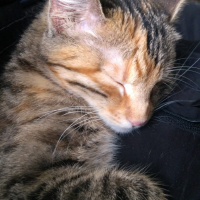 Tekir Kedi, Kedi  4.5 aylık Toprak Hanımefendi fotoğrafı