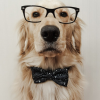 Golden Retriever, Köpek  Rengar fotoğrafı
