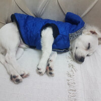 Fox Terrier (Smooth), Köpek  Cesur fotoğrafı