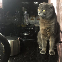 Scottish Fold, Kedi  Bihter fotoğrafı