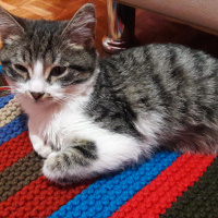 Tekir Kedi, Kedi  Boncugum fotoğrafı
