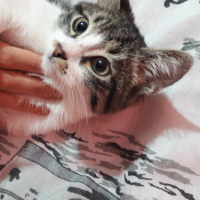 Tekir Kedi, Kedi  Boncugum fotoğrafı