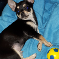 Chihuahua, Köpek  HERKÜL fotoğrafı