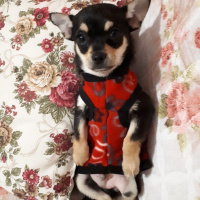 Chihuahua, Köpek  HERKÜL fotoğrafı