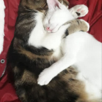 Tekir Kedi, Kedi  Şanslı fotoğrafı