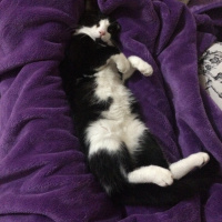 Tekir Kedi, Kedi  Felix fotoğrafı