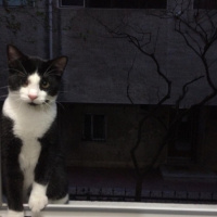 Tekir Kedi, Kedi  Felix fotoğrafı