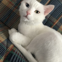 Van Kedisi, Kedi  Eros fotoğrafı