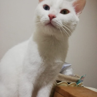 Van Kedisi, Kedi  Eros fotoğrafı