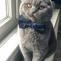 Scottish Fold, Kedi  Chivas fotoğrafı