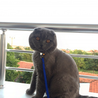Scottish Fold, Kedi  Chivas fotoğrafı