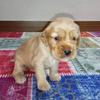 İngiliz Cocker Spaniel, Köpek  shila fotoğrafı